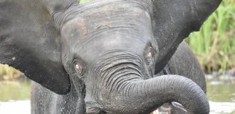 Forest Elephant (11 photos)