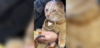 На какие хитрости идут хозяева, чтобы подстричь когти котам