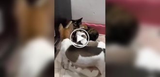 A cat warmed up puppies