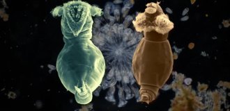 Rotifer: lives in a nearby puddle and sleeps for 25,000 years (9 photos)