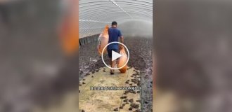 Лягушачьи фермы в Китае