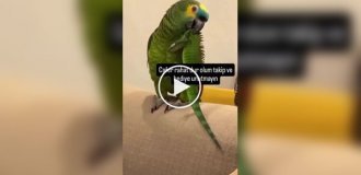 Попугай устроил дома небольшой переполох