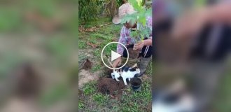 Кошка воспользовалась ямкой