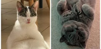 20 примеров идеального кошачьего января (21 фото)