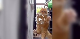 Cat trying to catch a bird