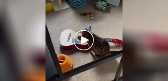 The cat performed a ballad about an empty bowl