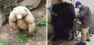 25+ фотографий реальных предметов и живых организмов нестандартно огромных размеров (31 фото)