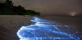 Светящийся пляж на Мальдивах (3 фото)