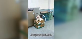 Из жизни ветеринаров