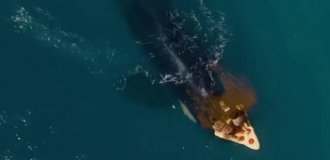 Новый треш-хоррор про косатку-убийцу рассмешил зрителей (4 фото + видео)