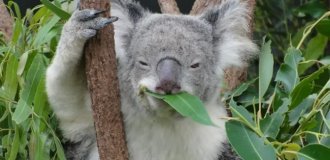 Коала: глупость этого зверя запредельна (10 фото)