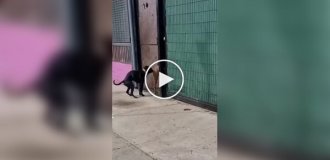 Canine relationships at a distance