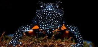 A "Galaxy" Just a Few Centimeters Across (4 Photos)