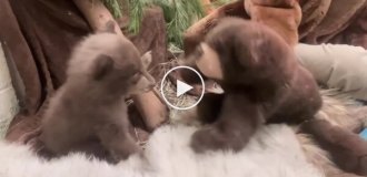 В США ветеринары надели костюмы медведей ради осиротевшего медвежонка