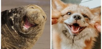 Smirks, grins and contented faces: 20 photos of creations of nature that smile better than us (21 photos)