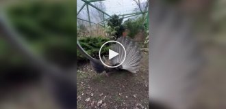 Брачный танец фазана