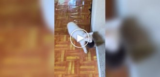 Кошки перепутали своих котят
