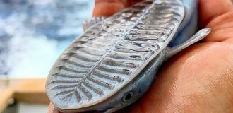 Remora: why do sharks tolerate and never eat stuck? (9 photos)