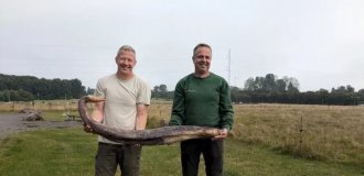 A sea snake from a Danish beach turned out to be a completely different object (5 photos + 1 video)