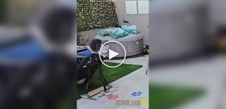 Кот совершил самый длинный в мире прыжок
