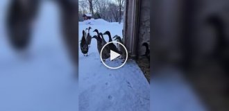 Погуляли и хватит