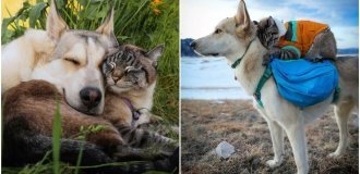 Пёс и кот путешествуют вместе с хозяевами (23 фото)