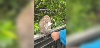 Monkeys vs. tourists