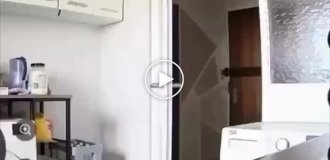 Кот нашел камеру, которая следила за ним