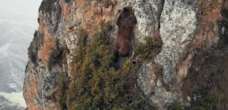 Медведь-альпинист ловко забирается по скалам (3 фото + 1 видео)