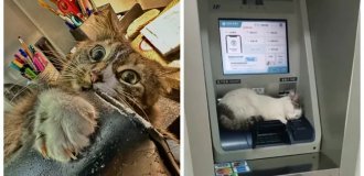 25 котиков, которые следят за дедлайнами и настроением (26 фото)