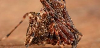 “Arachnophobes, bad news”: A new species of killer spiders has been discovered in Australia (3 photos + video)