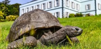 Відома 193-річна черепаха Джонатан була втягнута в грошову аферу (3 фото)