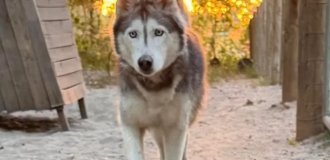 Хаски вернулась домой спустя 12 лет. Все благодаря микрочипу (3 фото)