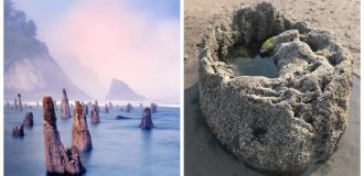 Лес-призрак Несковин – мистический страж орегонского побережья (24 фото + 1 видео)