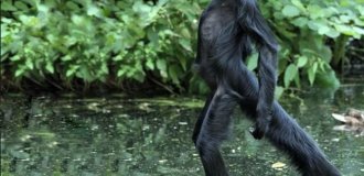 Паукообразные обезьяны: их хвост стал полноценной третьей рукой (12 фото)