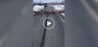 Конвой оленей на дороге