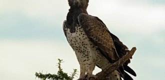 Facts from the Life of a Martial Eagle (12 photos)