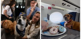 Down with the cage: Bark Airline gives pets first-class flight conditions (29 photos)
