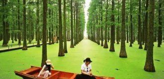 Плавучий лес в Ханчжоу (2 фото + видео)