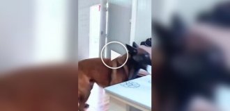 Бельгійська вівчарка Малину: Собака-паркурник у справі