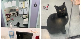 Кот каждый день садился у двери, ожидая своих будущих хозяев (3 фото + 2 видео)