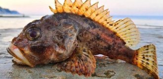 Scorpionfish: a dangerous inhabitant of the Black Sea (8 photos)