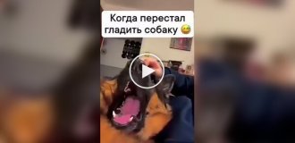 Reactions of dogs whose owners stopped petting them