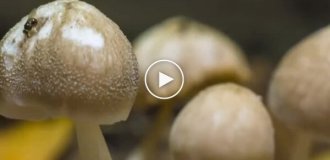 Рост грибов в таймлапсе