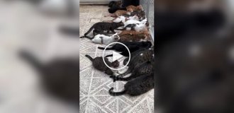 Cats on the hunt