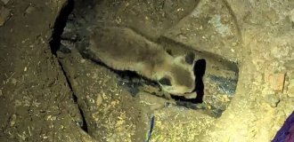 A fox cub that fell into a sewer was not only rescued, but also reunited with its mother (4 photos + 1 video)
