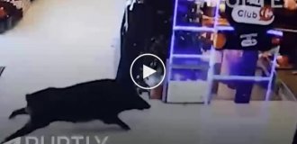 Wild boar ran into a store in France