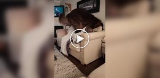 Funny and cute attempts of a huge dog to lie down on a narrow sofa