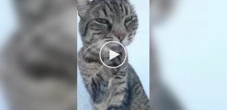 Пухнасті спокусники