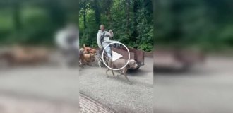 Прохожие сняли самого эпичного выгульщика собак в Амстердаме
